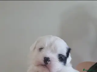 Shih Tzu dogs Tiny shihion puppys for sale - Advert 4