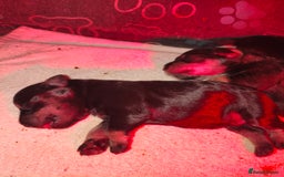 Miniature Schnauzer dogs for sale: Charming Mini Schnauzers with KC registration - Image 7