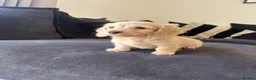 Miniature Dachshund dogs for sale: Miniature dachshund for sale ready now 🤍 - Advert 7
