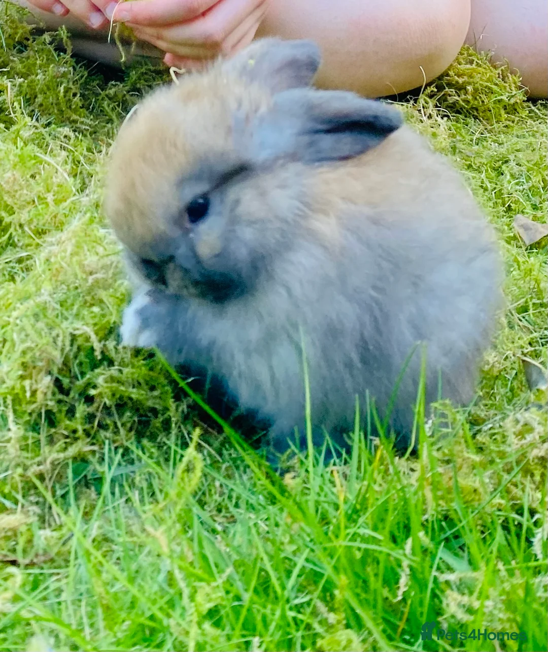 Mini Lop rabbits for sale: Beautiful friendly mini lop babies - Advert 2