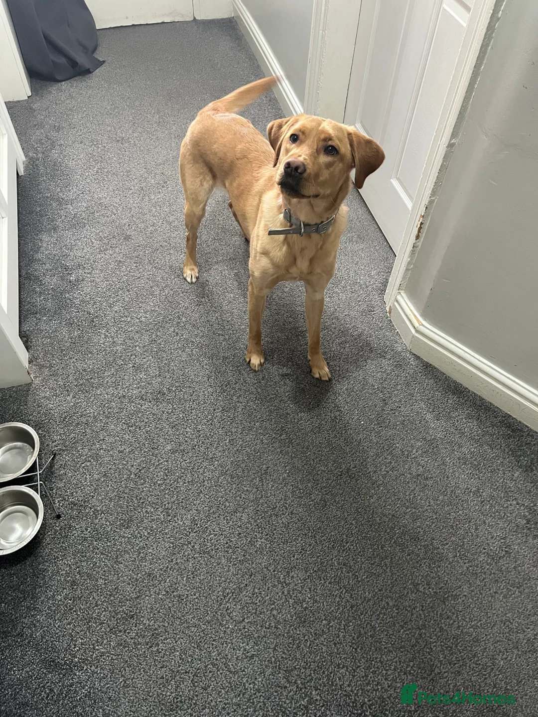 Labrador Retriever dogs for sale: 11 month old female Labrador  - Advert 4