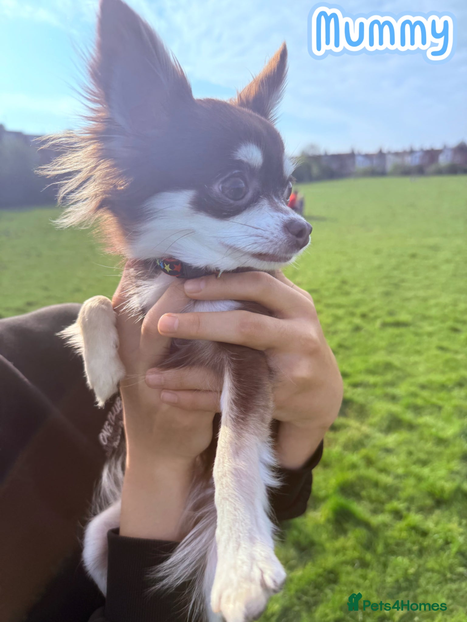 Chihuahua dogs 🔥long-haired Chihuahua puppies for sale - Advert 1