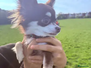 Chihuahua dogs 🔥long-haired Chihuahua puppies for sale - Advert 13