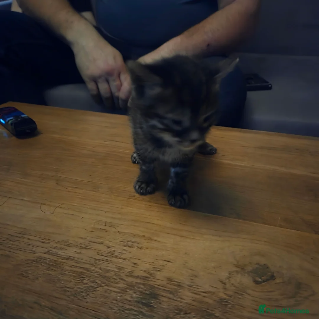 Bengal cats for sale: 4 Pure Bengal Kittens  - Advert 5