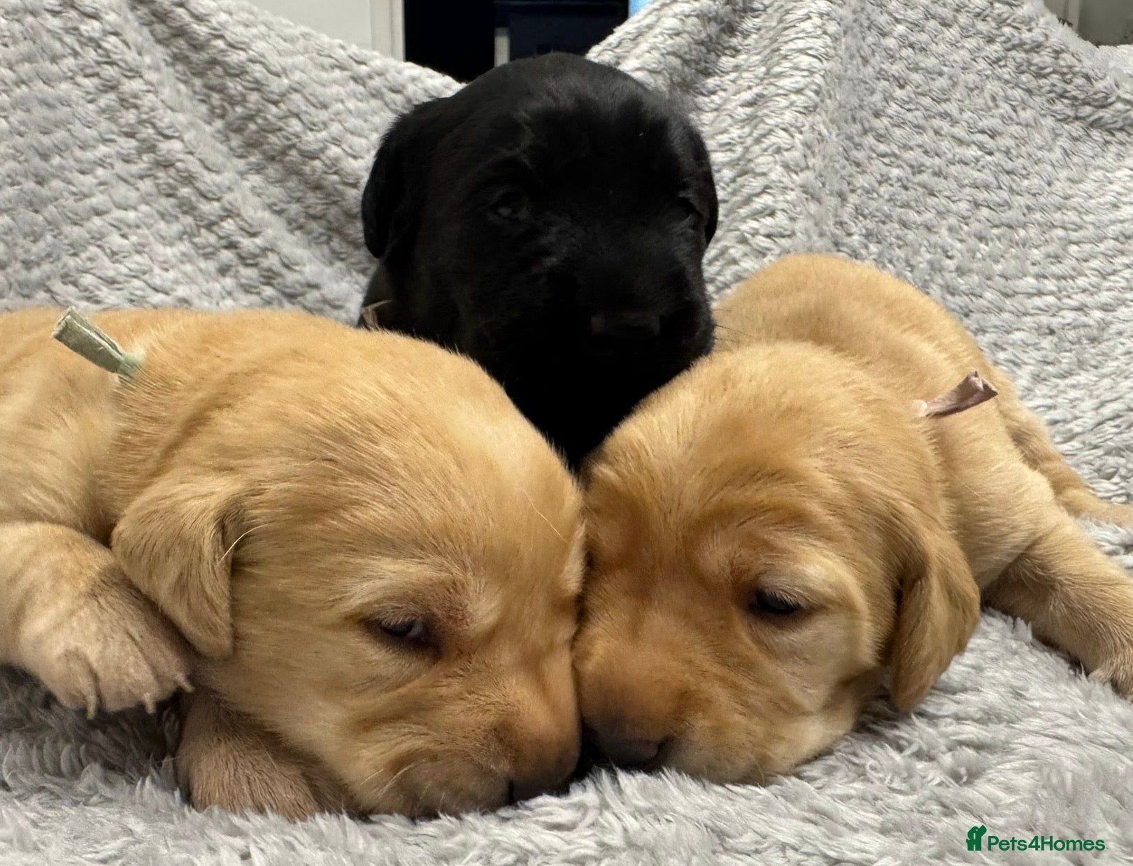 Labrador Retriever dogs Beautiful litter of labradors - Advert 12