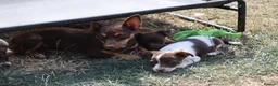 Jack Russell dogs for sale: Mini Jack Russel Terriers - Advert 27