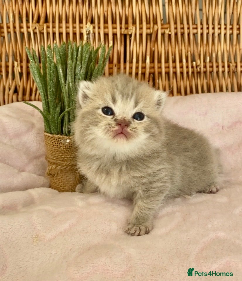 Scottish Fold cats 🧸EXTREMELY RARE TICA FAWN SCOTTISH/BSH 😻🧸 - Advert 2