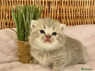 Scottish Fold cats 🧸EXTREMELY RARE TICA FAWN SCOTTISH/BSH 😻🧸 - Advert 2