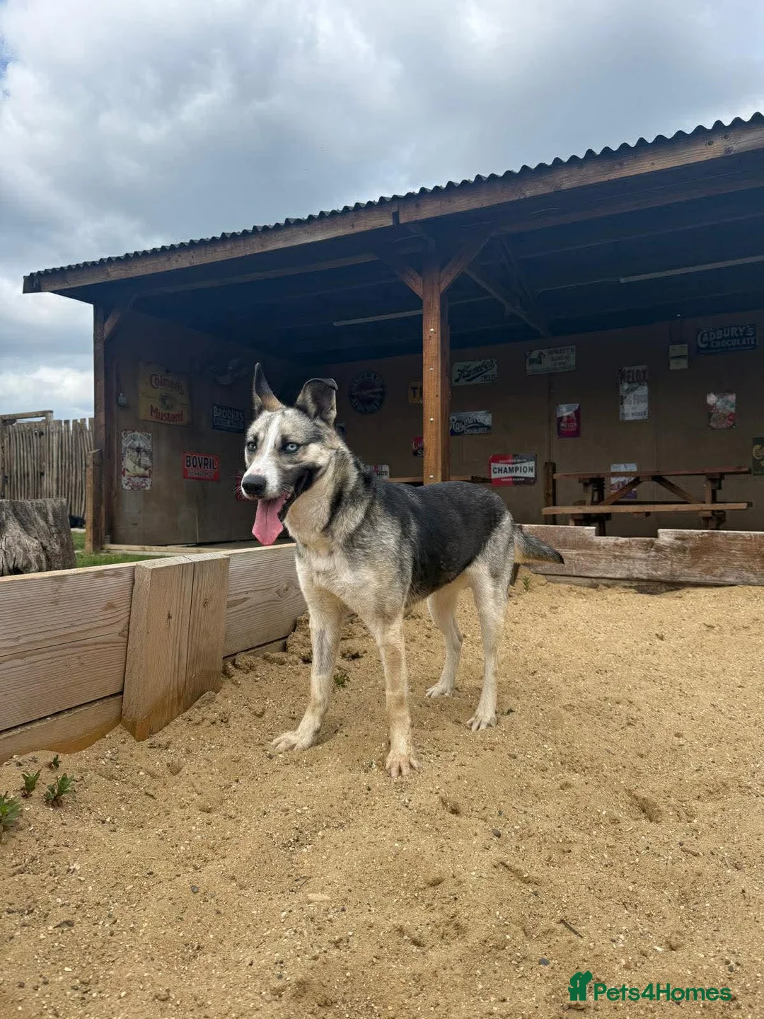 Mixed Breed dogs for adoption: 💔 No applications yet for Kaida 💔 in London - Advert 3
