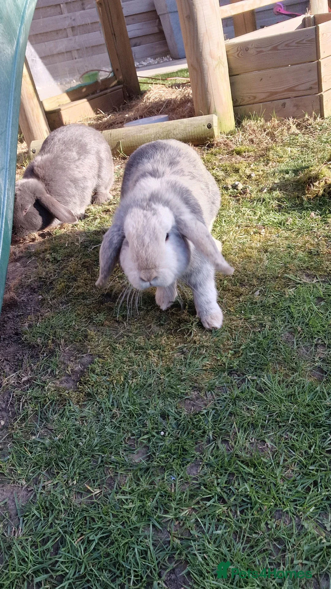 Mini Lop rabbits for sale: Hay hay & Hoppity in Cleethorpes - Advert 6