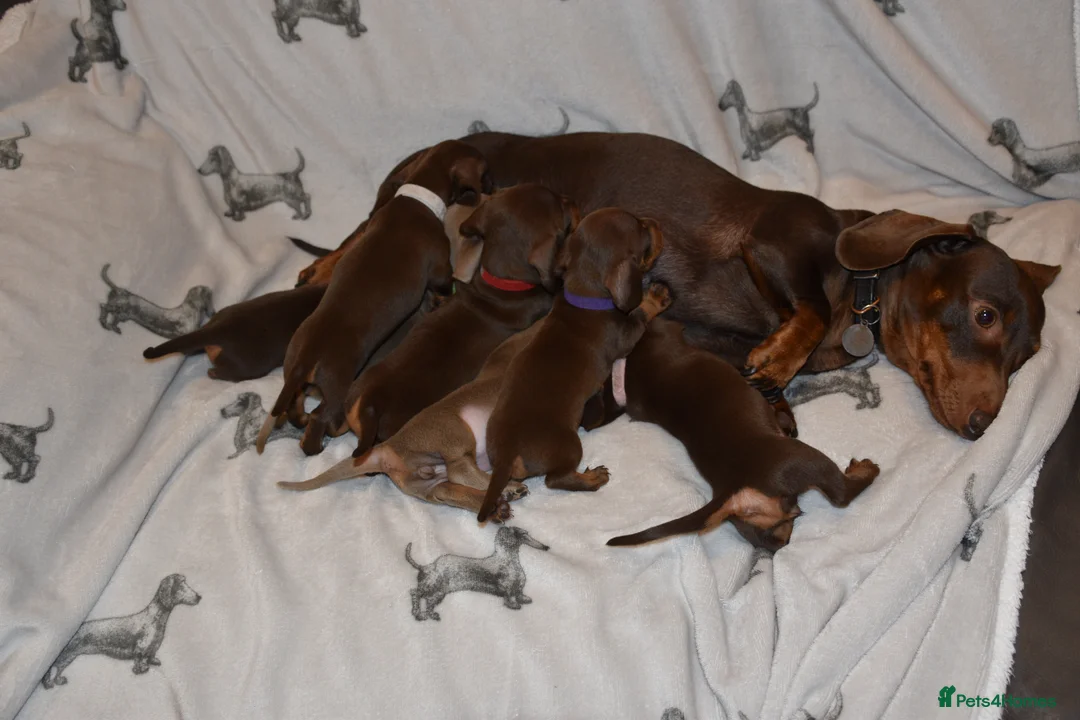 Dachshund dogs for sale: Minatare Dachshund - Advert 1