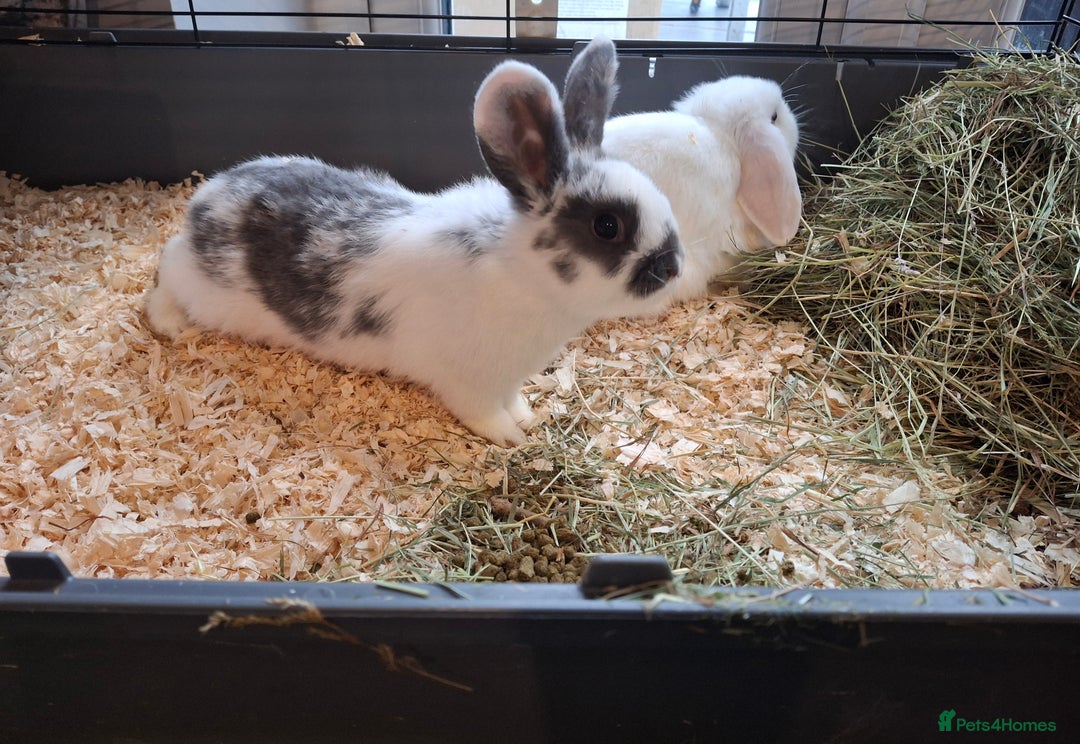 Mini Lop rabbits for sale: FREE STARTER PACK! Stunning baby mini lops - Advert 6