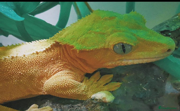 Gecko reptiles - Advert 2
