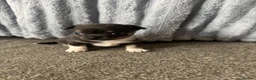 Chihuahua dogs for sale: Tiny girls  - Advert 3