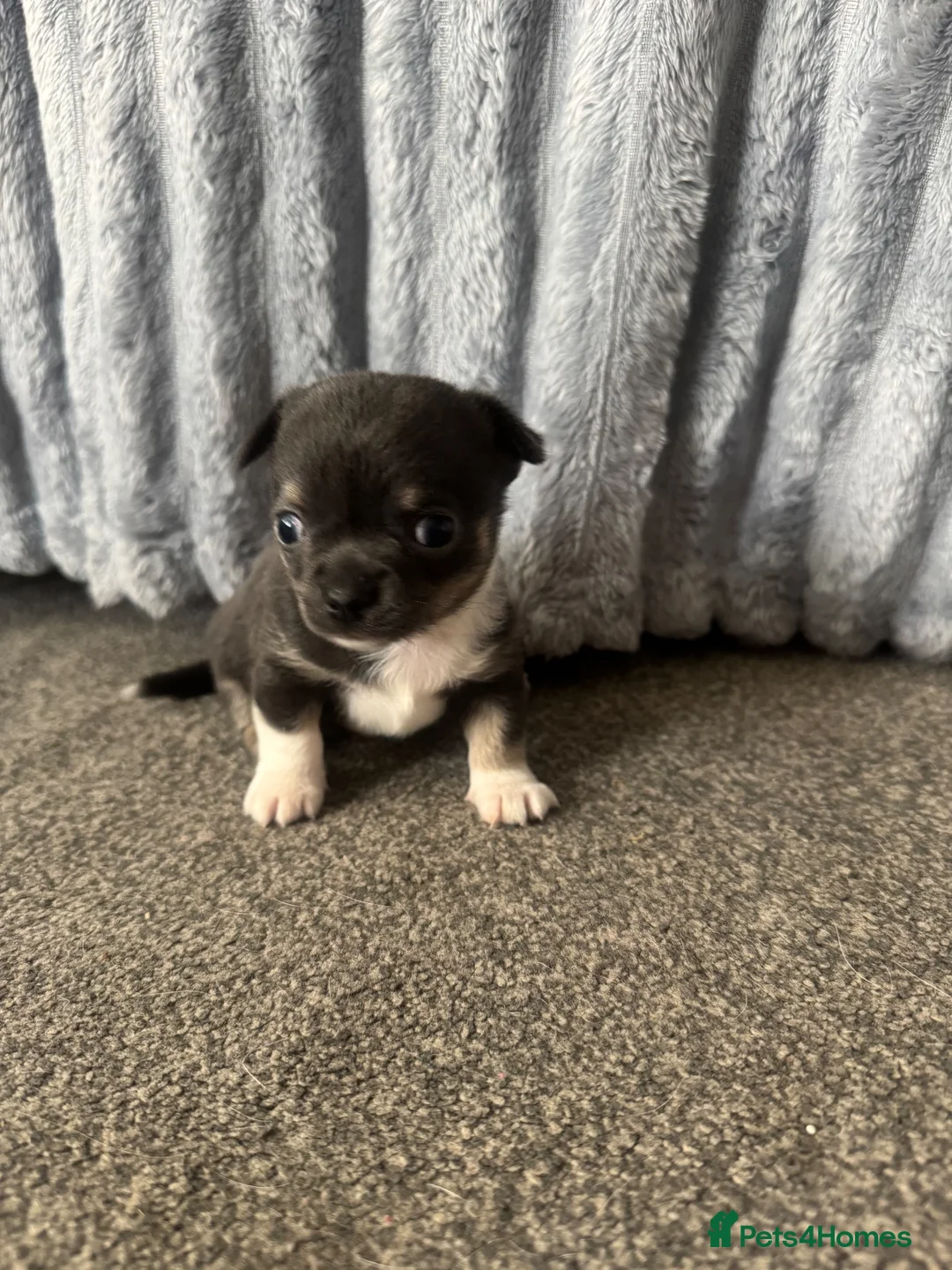 Chihuahua dogs for sale: Tiny girls  - Advert 3