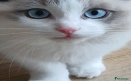 Ragdoll cats for sale: Ragdoll Kittens - Image 5