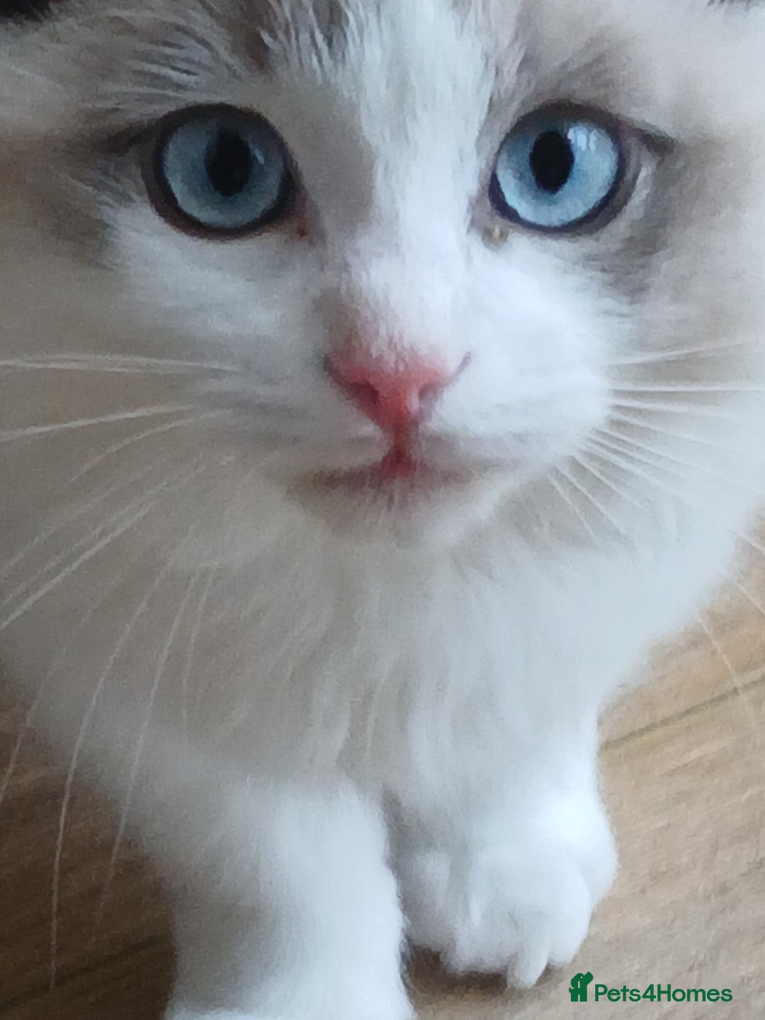 Ragdoll cats for sale: Ragdoll Kittens - Image 5