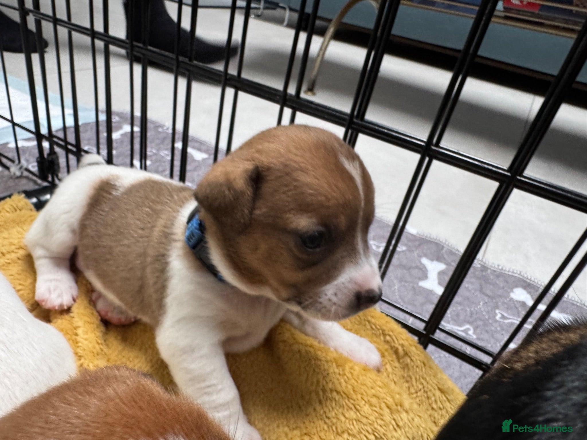 Jack Russell dogs ONE BOY LEFT - Advert 2