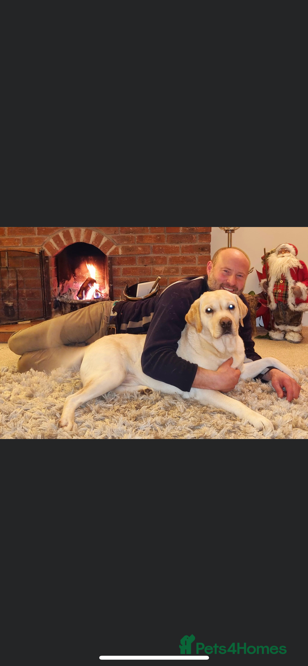 Labrador Retriever dogs for sale: Labrador puppies  🐶  - Image 7