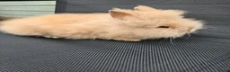 Lionhead rabbits for sale: Purebred doublemane lionhead babies in Wellington - Advert 5