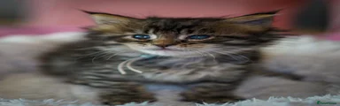 Maine Coon 1