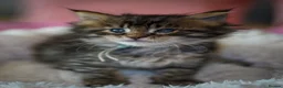 Maine Coon cats for sale: Gorgeous full breed Mainecoon kittens ready July  - Advert 25