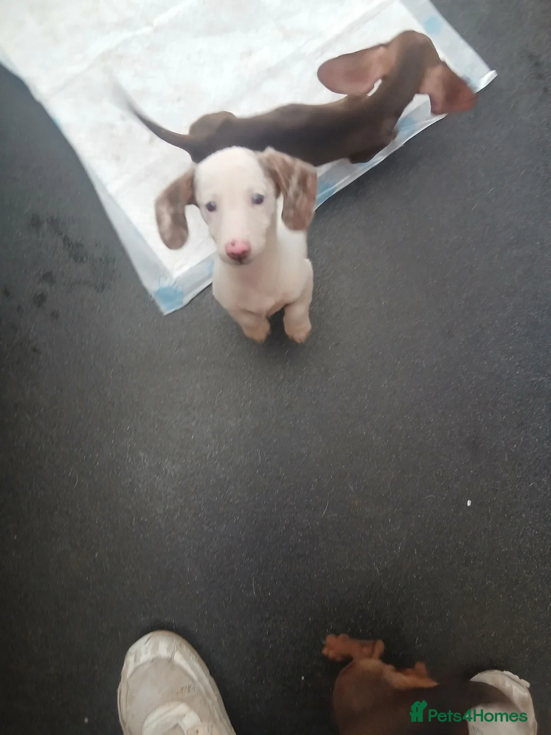 Dachshund dogs for sale: Lovley colourful litter. - Advert 8