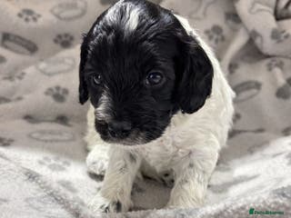 Cockapoo dogs 6 miniature Cockapoo Puppies – Due January 2026 - Advert 16