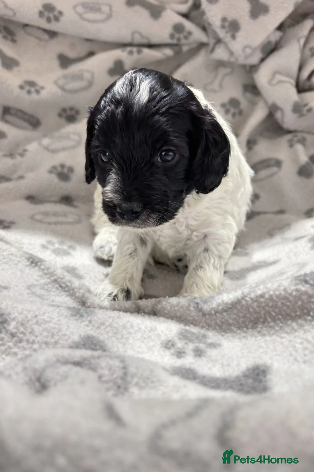 Cockapoo dogs for sale: 6 miniature Cockapoo Puppies - Advert 4