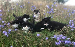 British Shorthair cats for sale: Gorgeous British Shorthair X kittens  - Image 11
