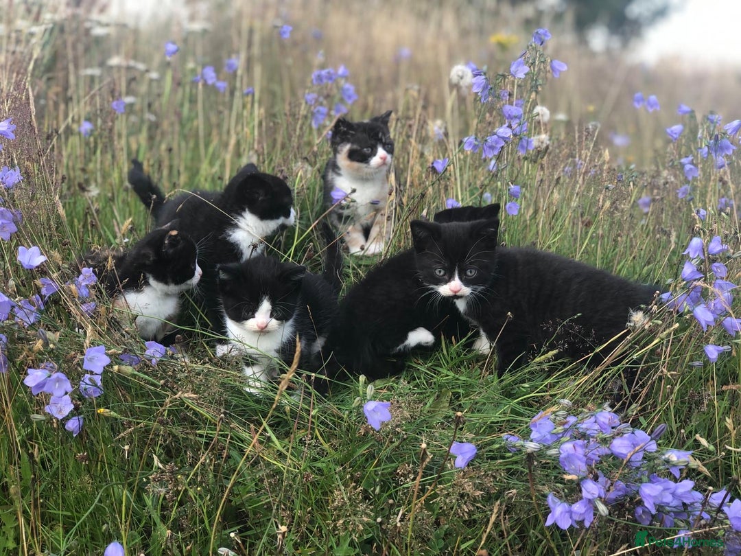 British Shorthair cats for sale: Gorgeous British Shorthair X kittens  - Image 11