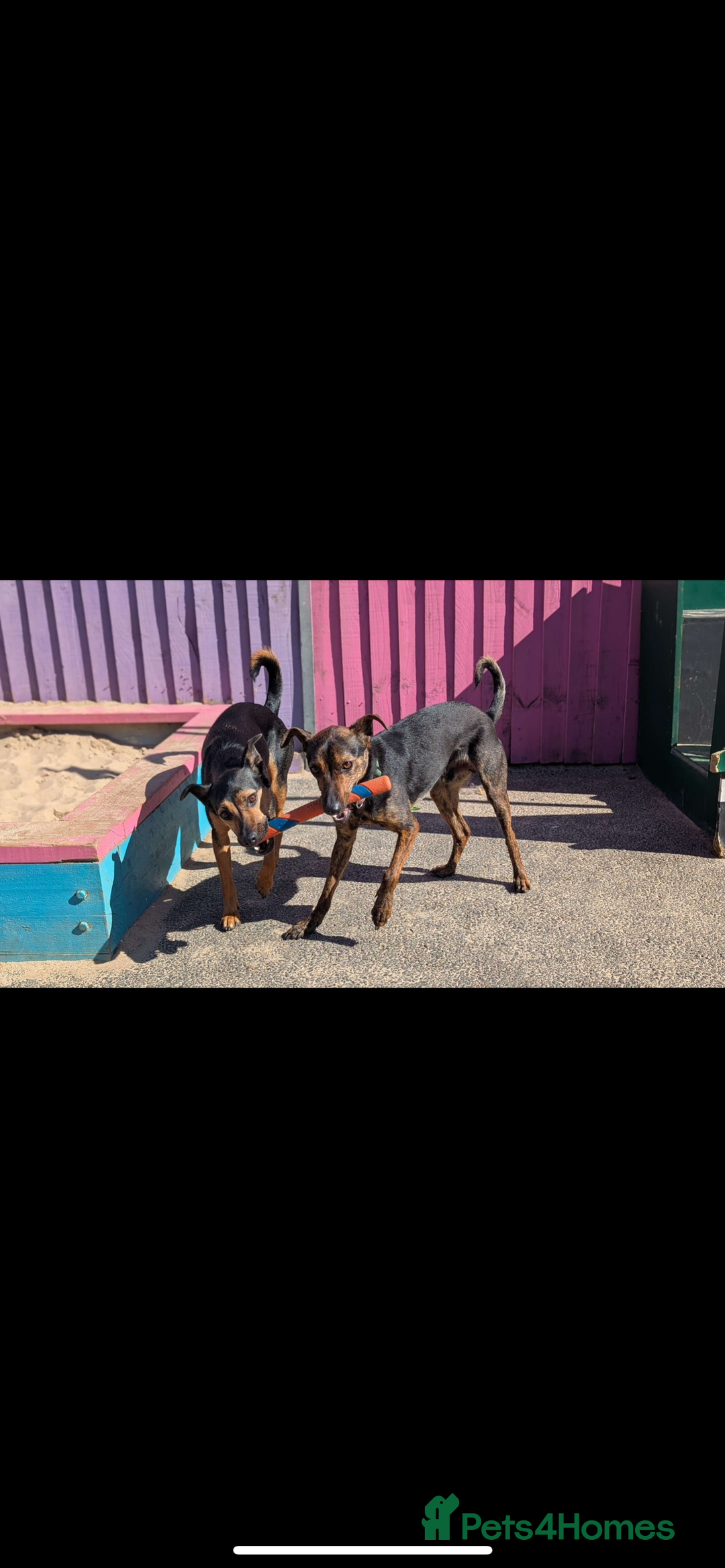 Mixed Breed dogs for sale: Ciok 1.5 year old mixed breed - Advert 5