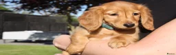 Miniature Dachshund dogs for sale: READYNOW KC cream L/H Health tested Mini Dachshund - Advert 11