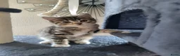 Mixed Breed cats for sale: Lovely male tabby cat - Advert 5