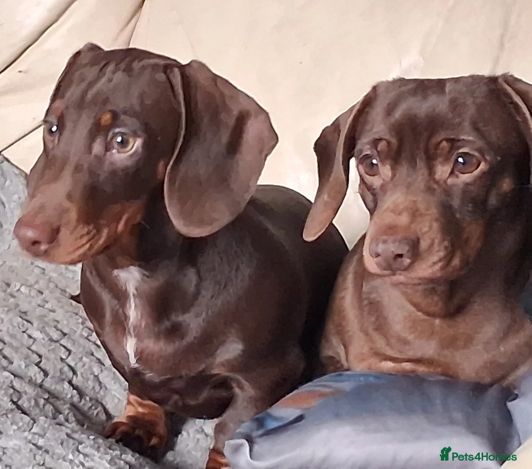 Dachshund dogs for sale: Mini dachshund for sale  - Advert 1