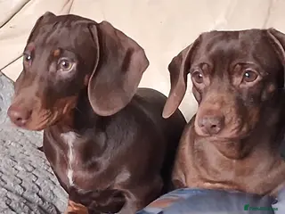 Dachshund dogs Mini dachshund for sale - Advert 19