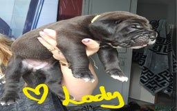 Cane Corso dogs for sale: Cane corso pups  - Image 17