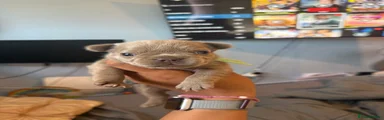 Yoshi 
