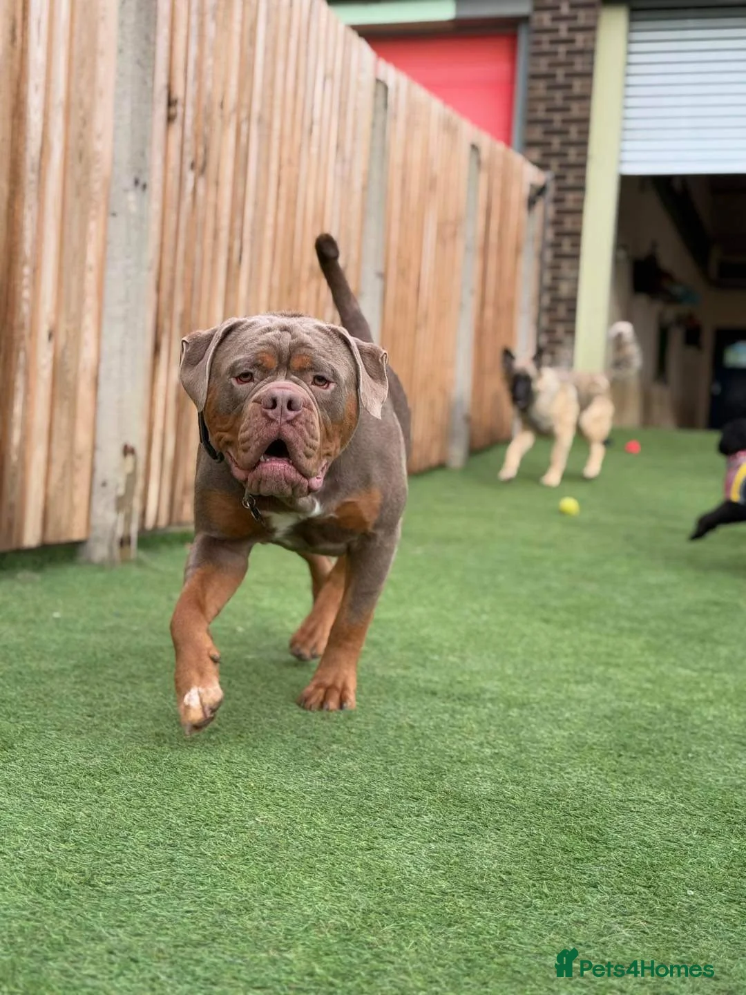 Olde English Bulldogge dogs for stud: Olde English Bulldogge for Stud - Winston in Thetford - Advert 8