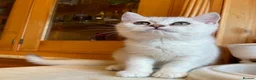 British Shorthair cats for sale: 😻British golden shorthair/longhair😻 - Advert 7