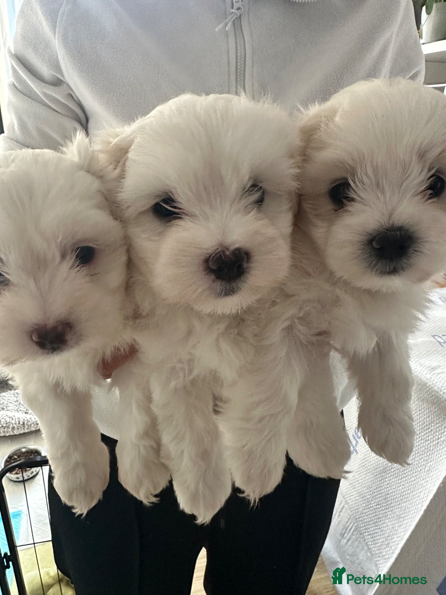 Maltese dogs Gorgeous baby Maltese - Advert 9