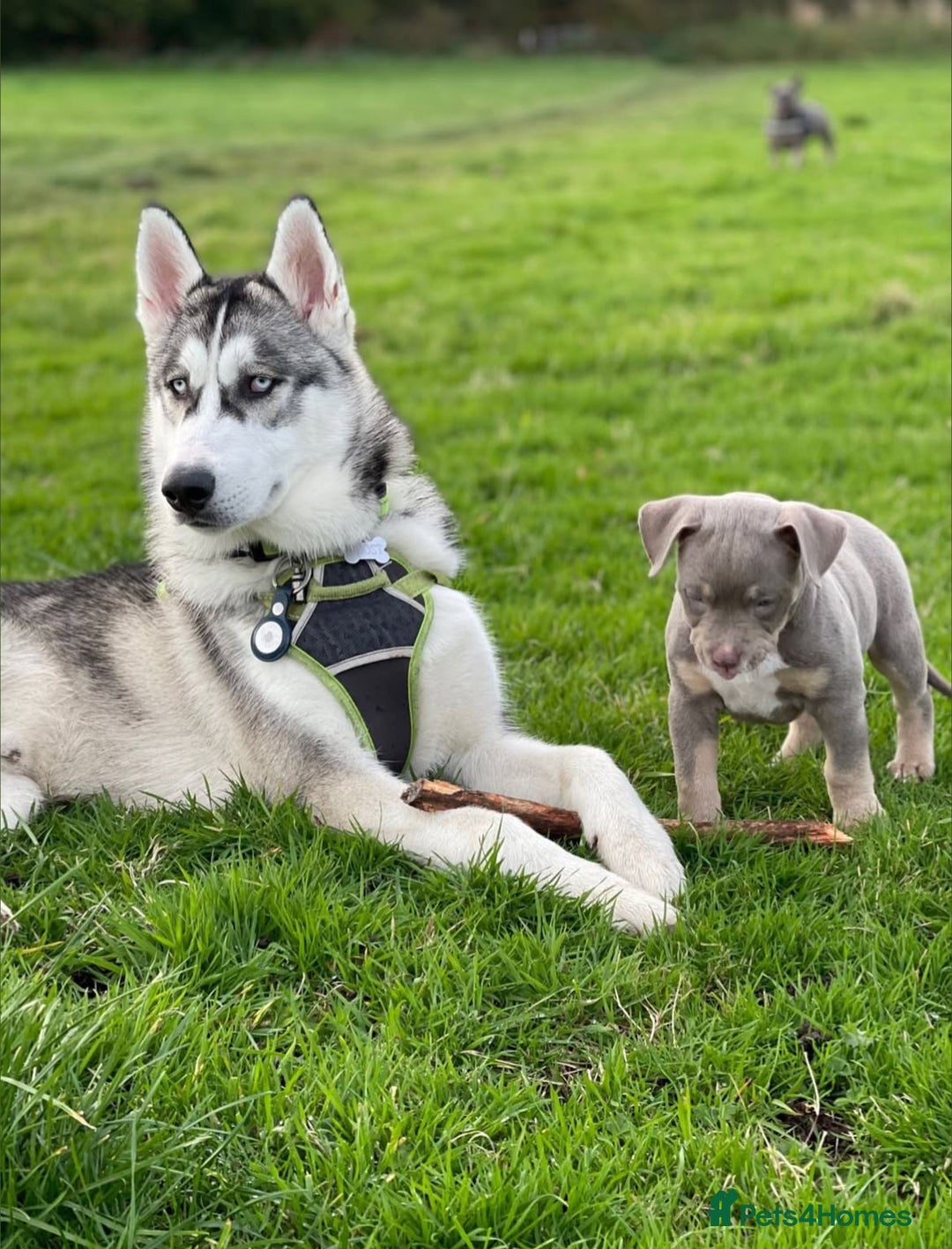 Mixed Breed dogs for sale: Pocket Bully & Siberian Husky Excellent Puppies - Advert 4