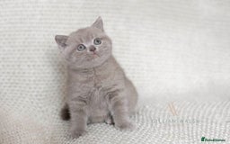 British Shorthair cats for sale: British Shorthair Kitten  - Image 1