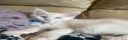 Maine Coon cats for sale: Purebred Maine Coon Boys Needing A Loving Home 😻 - Advert 7