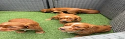 Cocker Spaniel dogs for sale: Red KC cocker spaniel puppies  - Advert 18