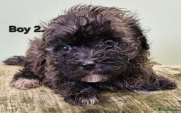 Maltipoo dogs for sale: Maltipoo puppy's - ready august 19th!  - Image 5