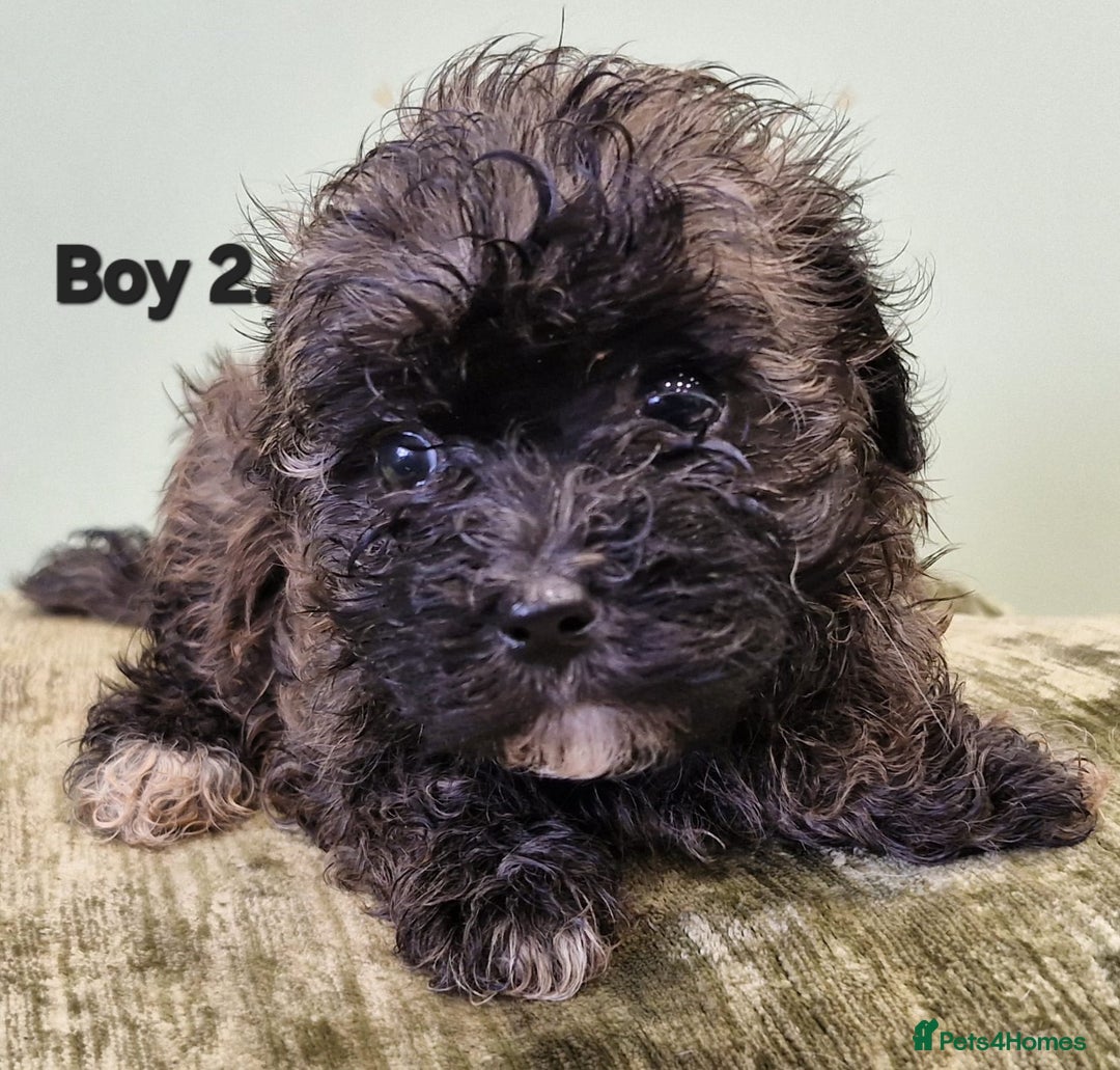 Maltipoo dogs for sale: Maltipoo puppy's - ready august 19th!  - Image 5