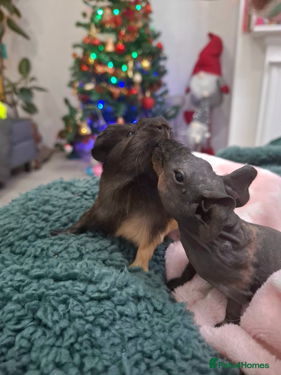 Guinea Pig rodents for sale: Adorable skinny boars - Advert 6