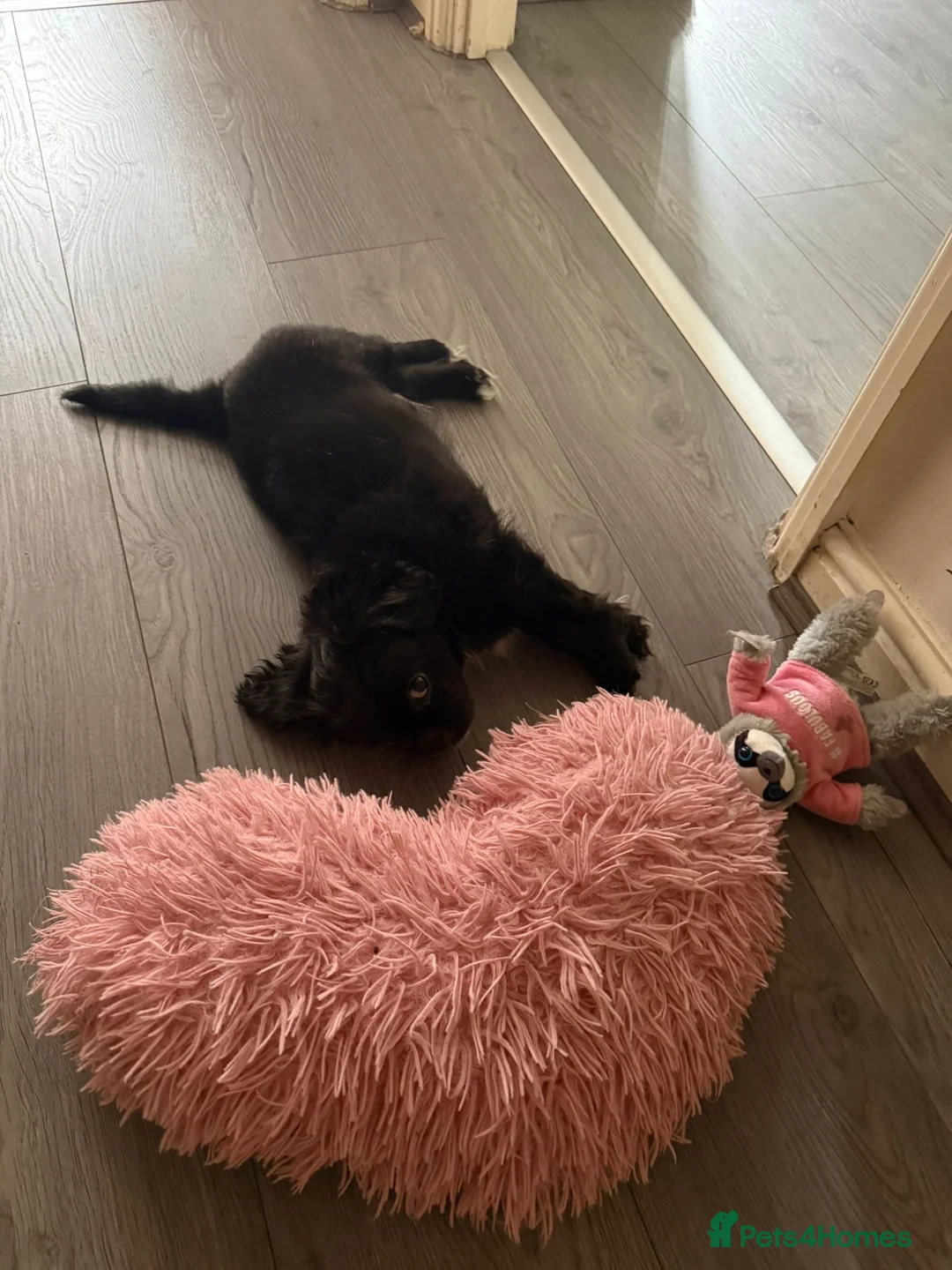 Pekingese dogs for sale: Pekingese puppy - Advert 1