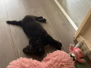 Pekingese dogs Pekingese puppy - Advert 7